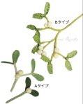 画像2: 5月31日まで/アーカイブ動画視聴：オンラインワークショップ BOTANICAL IĞNEOYA vol.3  「ヤドリギ・宿り木」 (2)