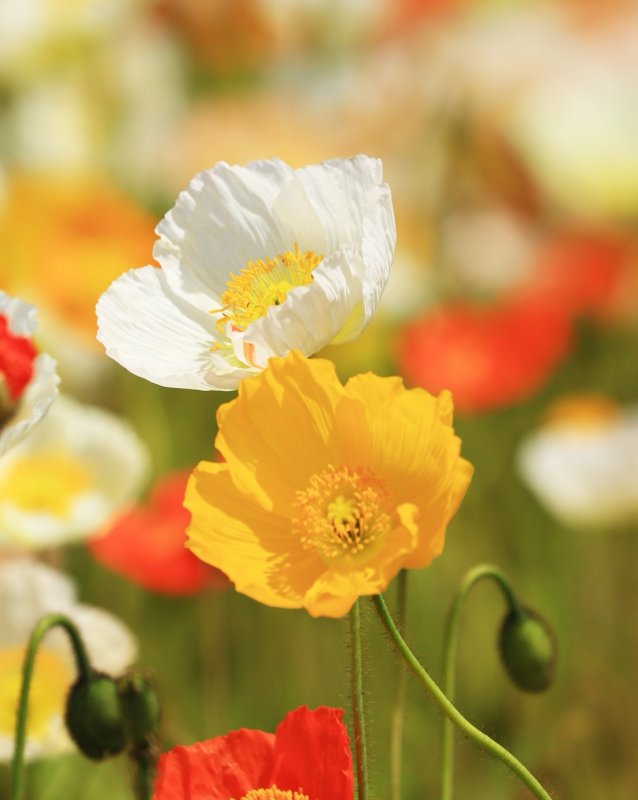 画像4: 2026年5月20日までアーカイブ動画視聴・オンラインワークショップ BOTANICAL IĞNEOYA vol.8「雛罌粟 ひなげし」 (4)